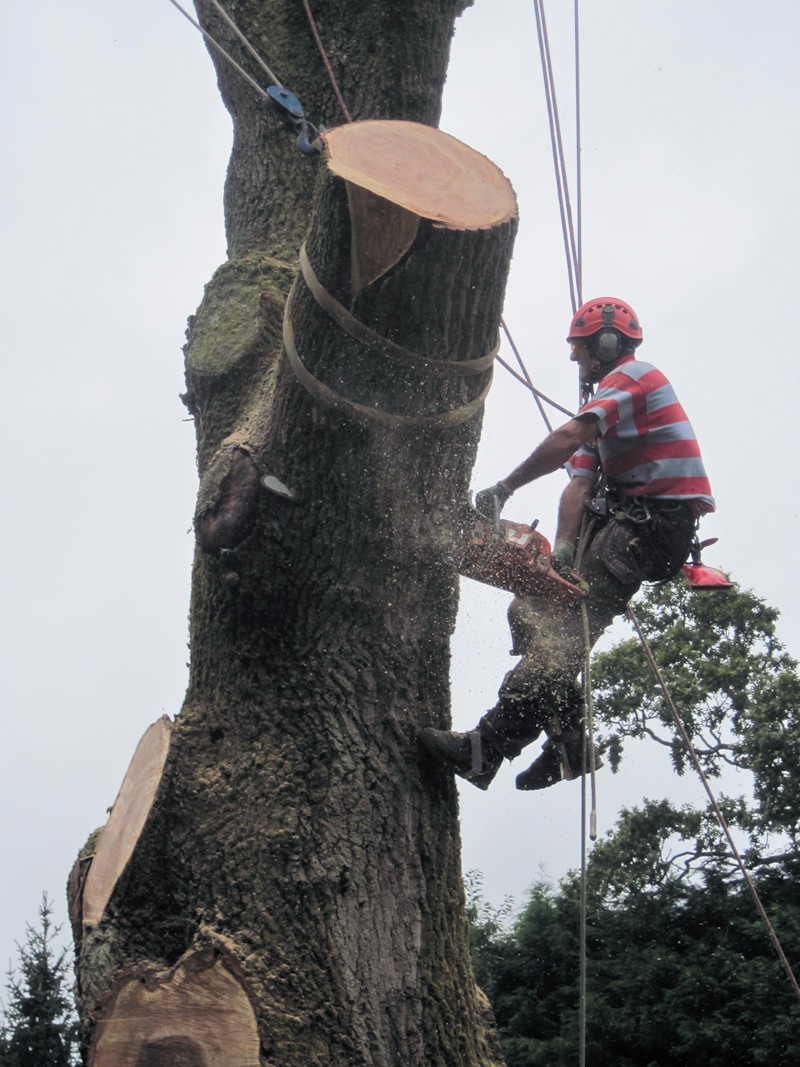 Tree Surgeons Felling an Oak