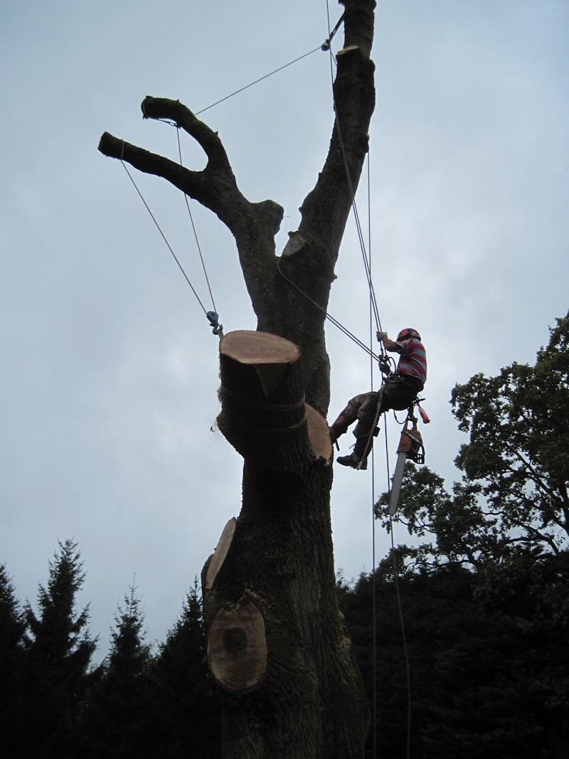 Tree Surgeons Felling an Oak