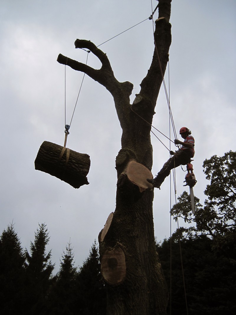 Tree Surgeons Felling an Oak