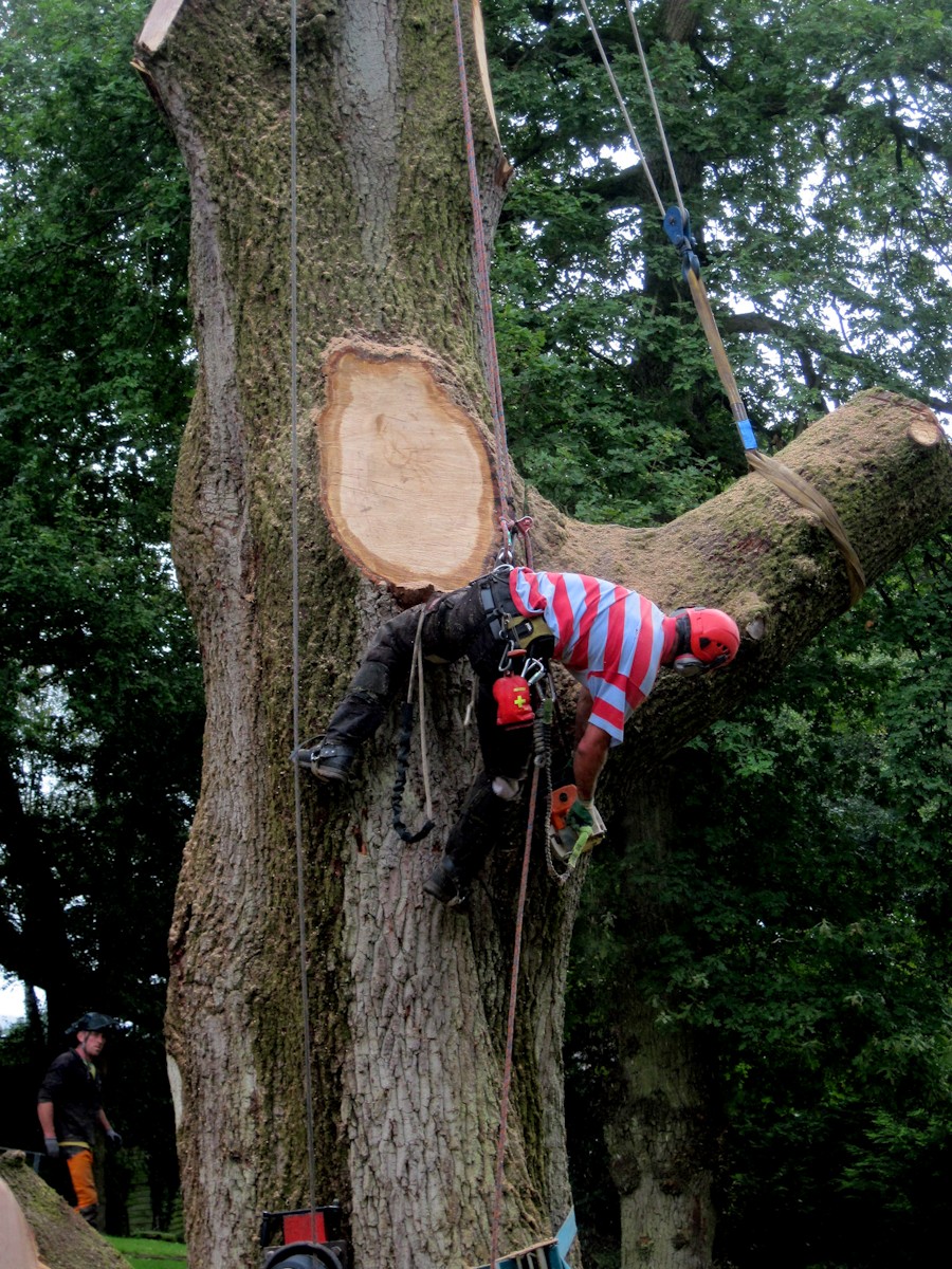 Tree Surgeons Felling an Oak